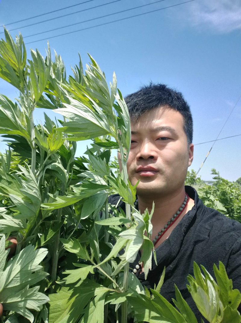 大叶艾草