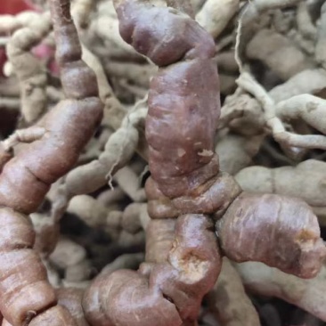 紫肉野生巴戟天
