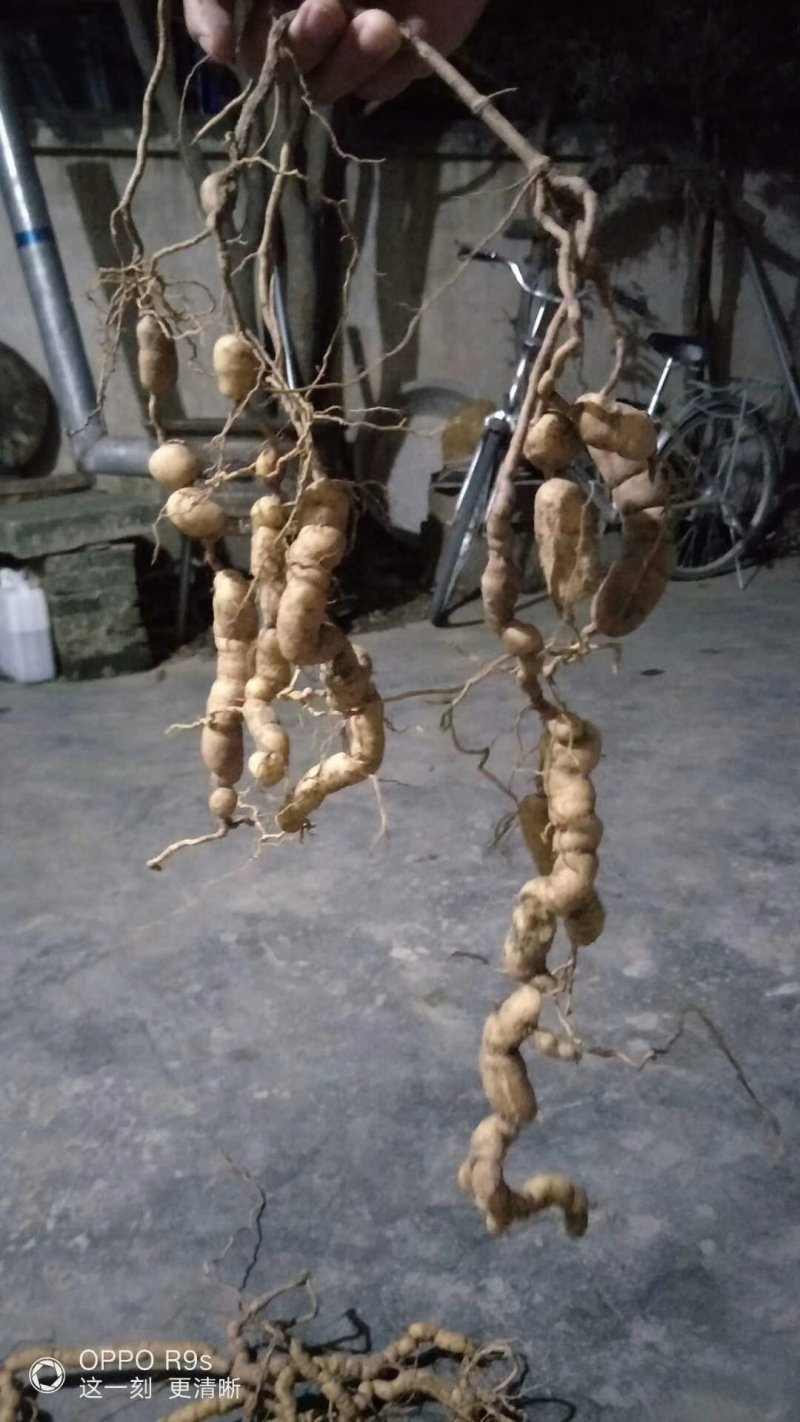 紫肉野生巴戟天