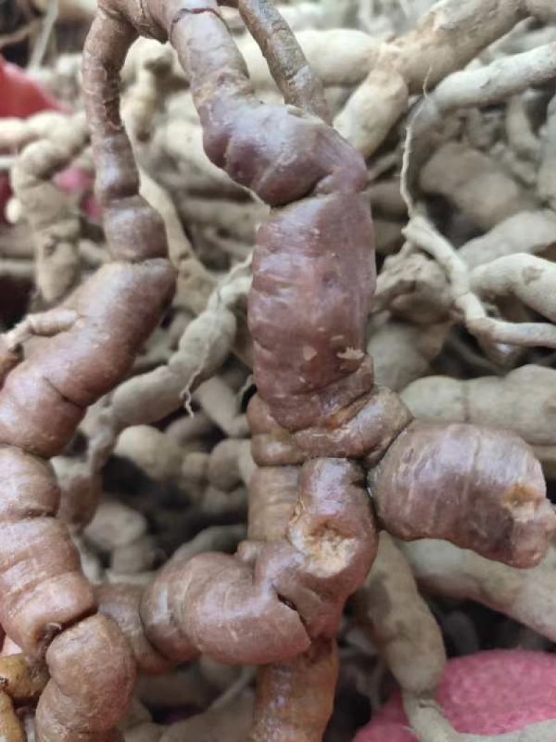 紫肉野生巴戟天