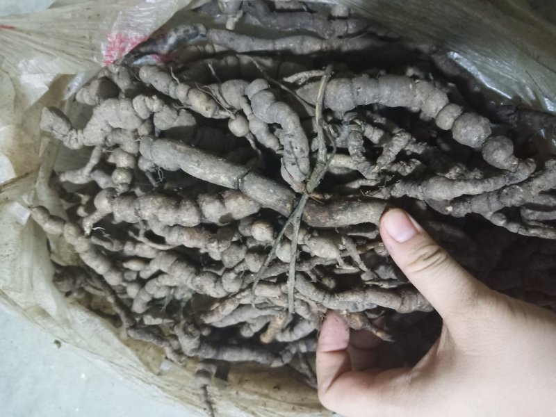 紫肉野生巴戟天