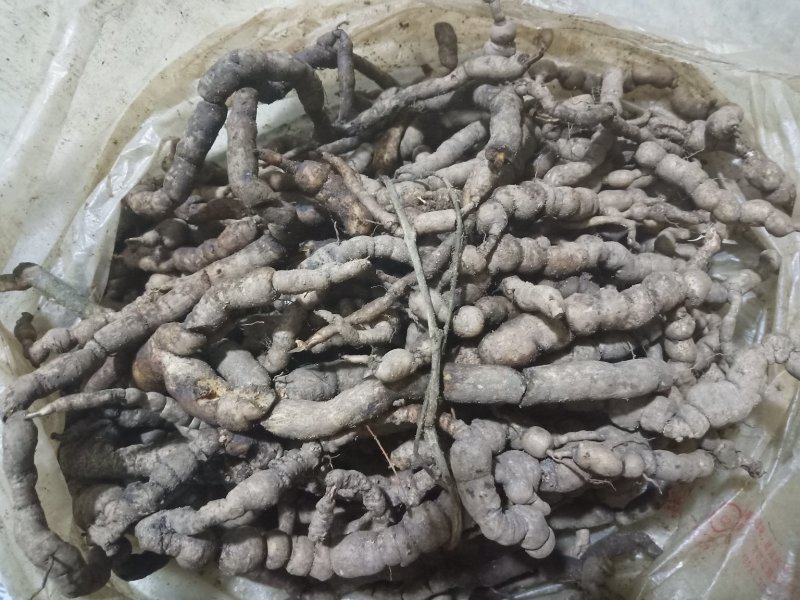 紫肉野生巴戟天