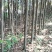 5到20公分香樟树