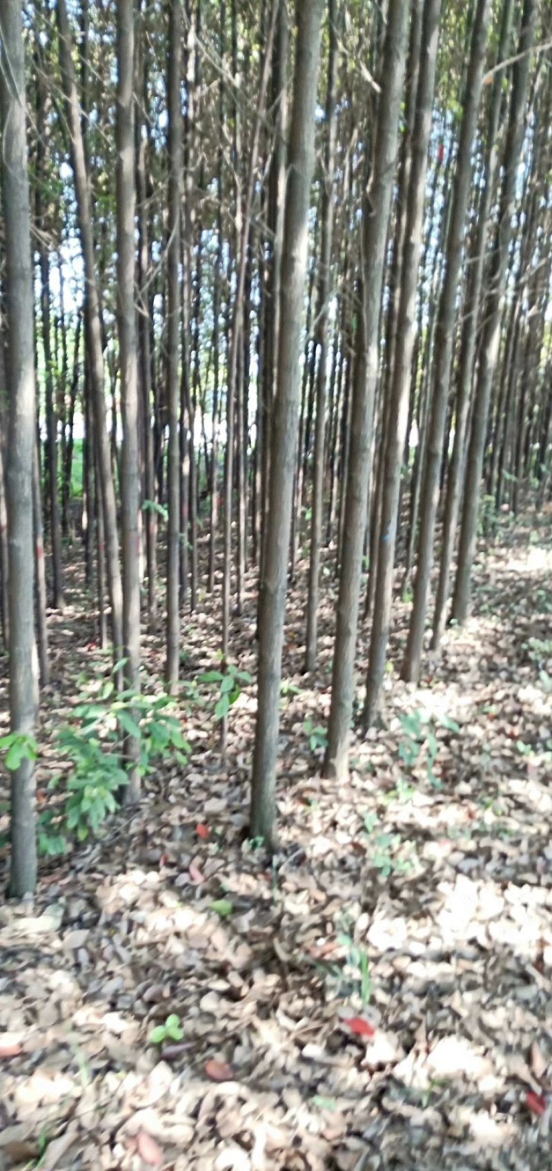5到20公分香樟树