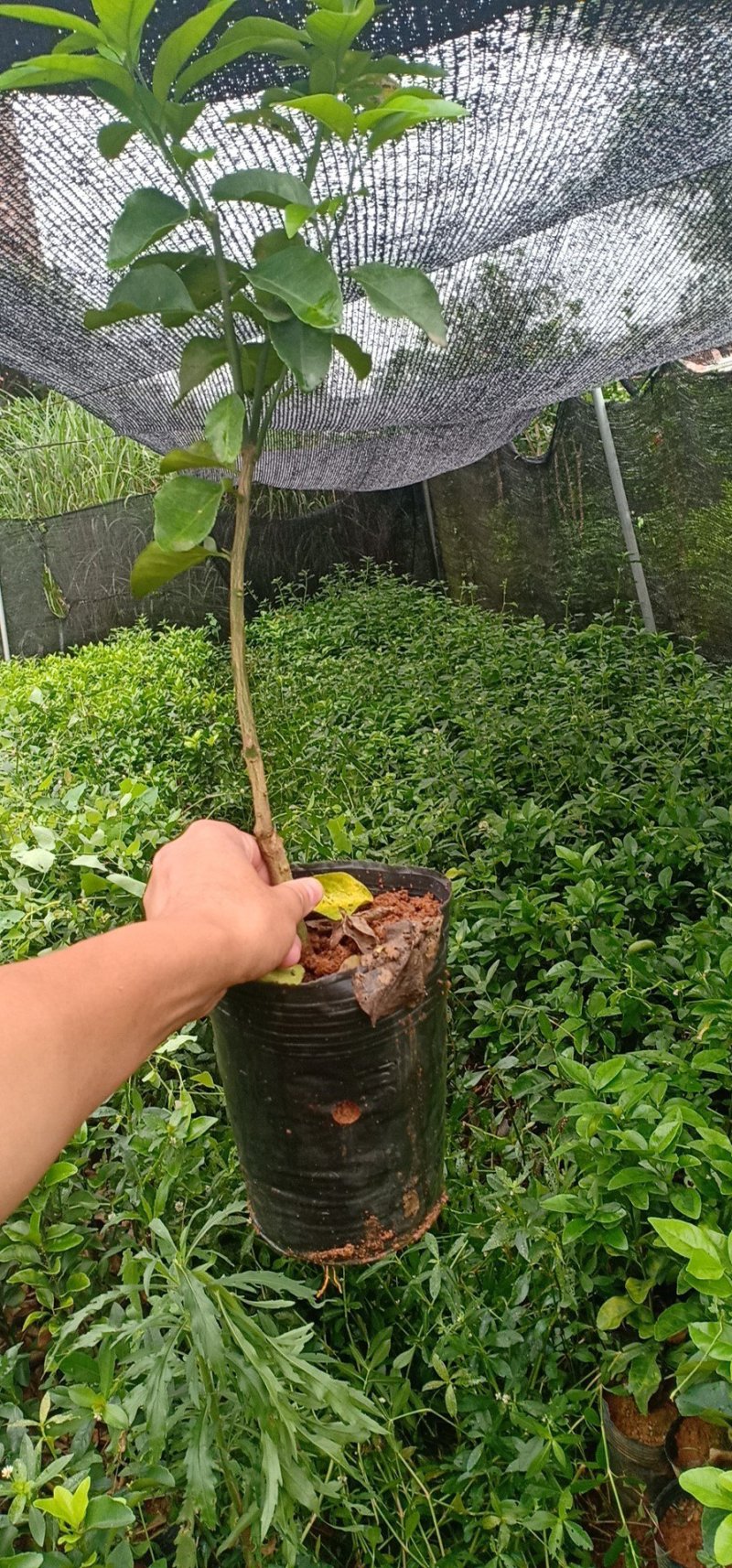 金秋早熟砂糖橘苗金秋砂糖橘杯苗早熟品种抢占市场