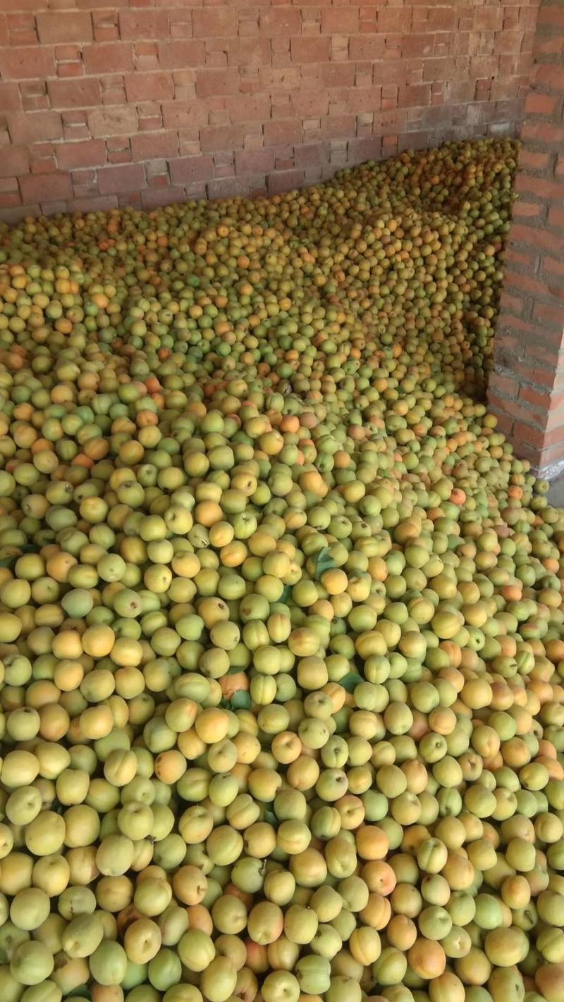 菜籽黄杏五月开始上市了，有需求的客商联系我，原产地直销，