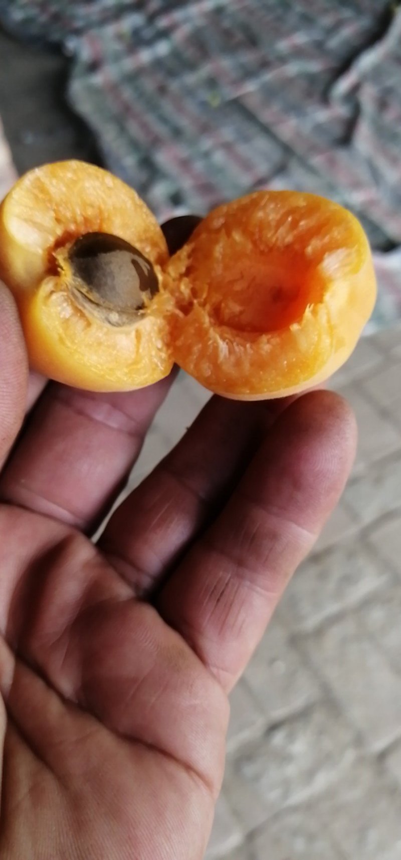 菜籽黄杏五月开始上市了，有需求的客商联系我，原产地直销，