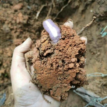 纯野生紫肉巴戟天