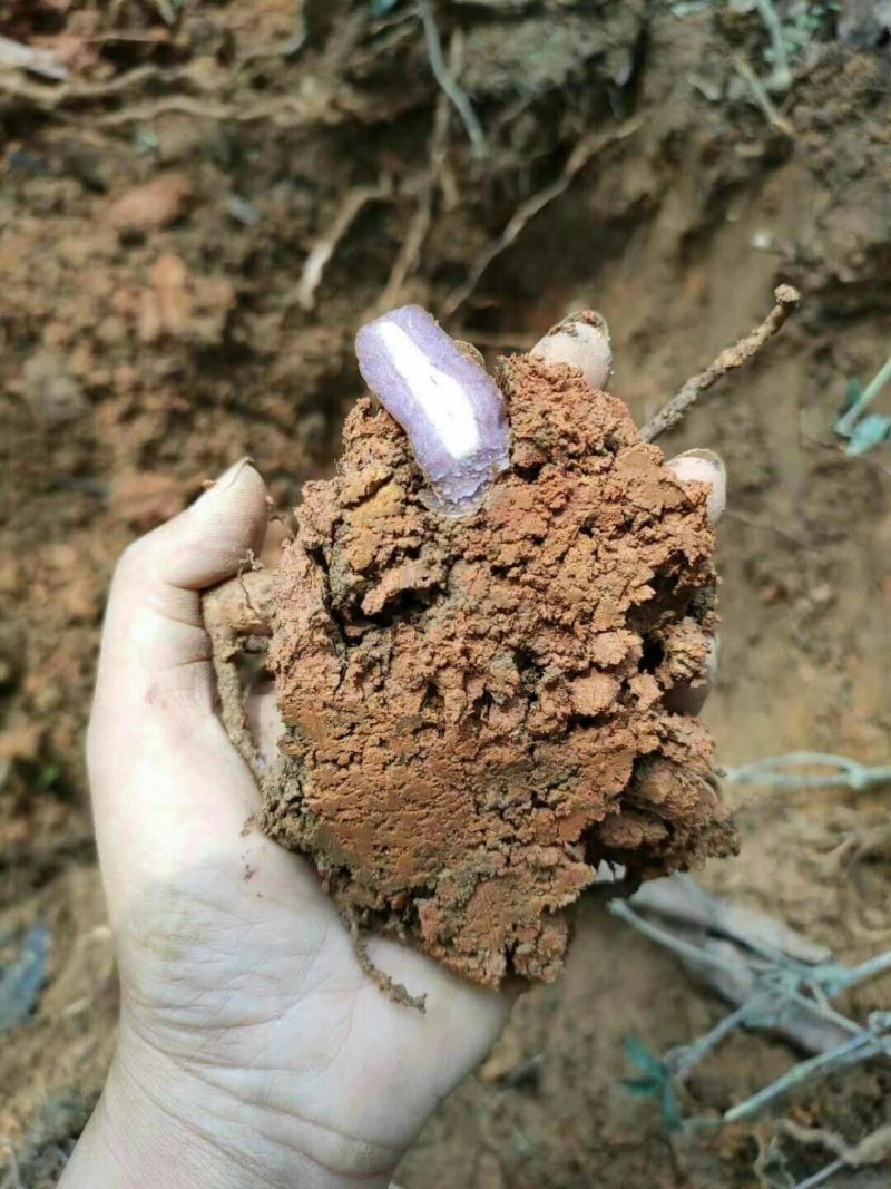 纯野生紫肉巴戟天