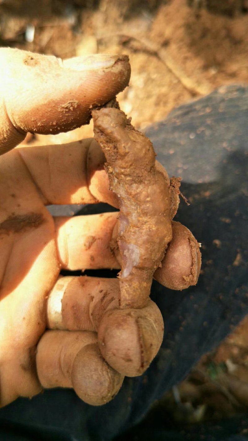 纯野生紫肉巴戟天