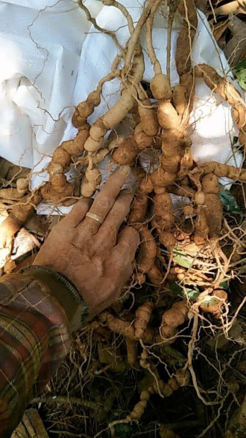 纯野生紫肉巴戟天