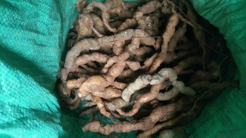 纯野生紫肉巴戟天
