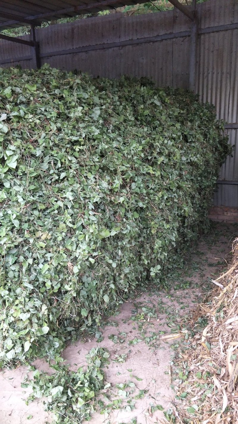 淫羊藿，礼县高含量淫羊藿干货上市，需要赶快联系