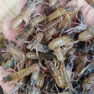 优质虾苗，洪湖湖虾，长势快表面滑净，成活率高