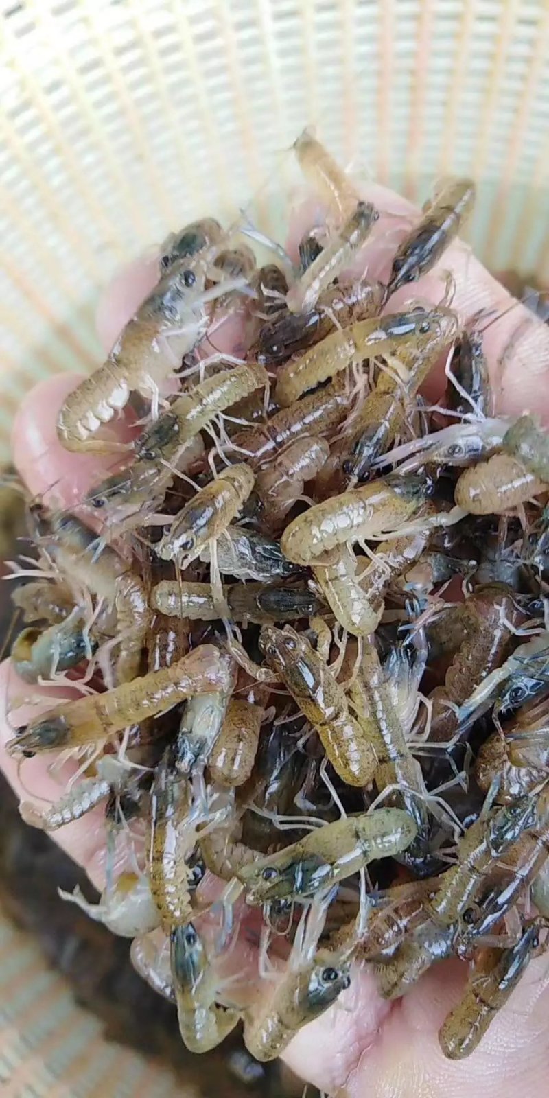 优质虾苗，洪湖湖虾，长势快表面滑净，成活率高