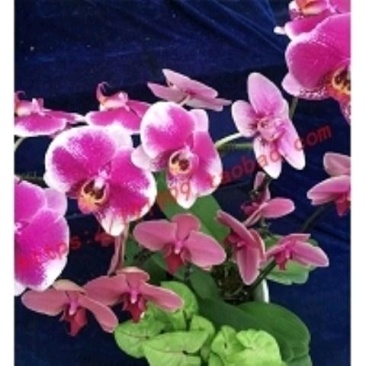 ◆◆蝴蝶兰花苗花卉四季开鲜花盆栽君子兰室内