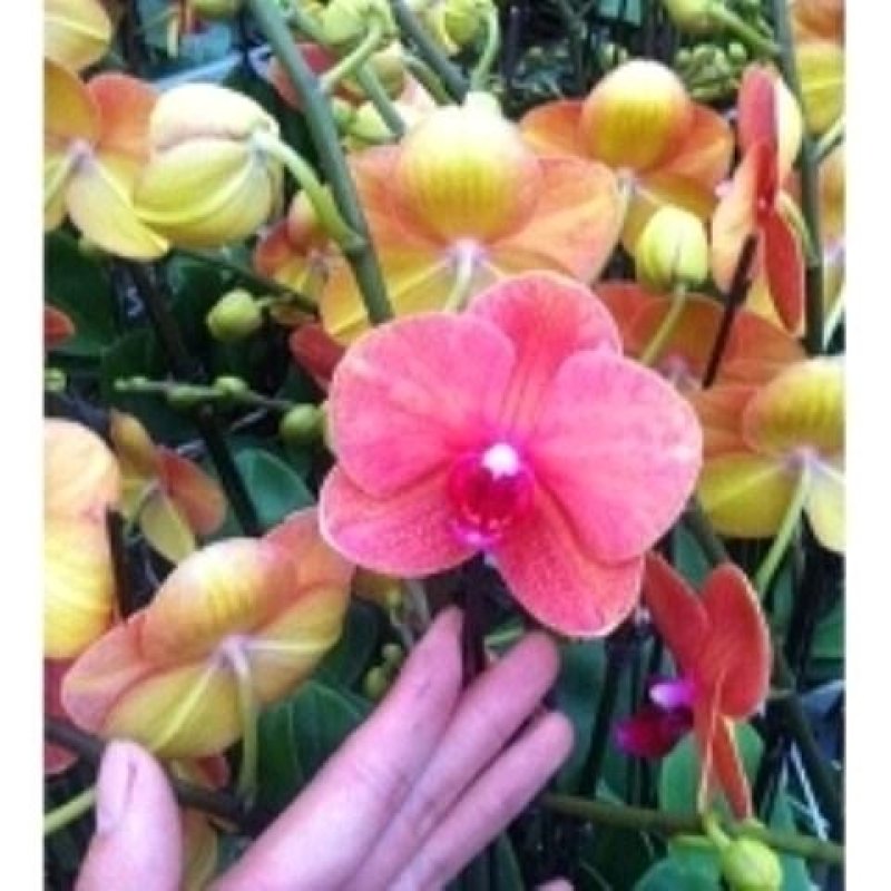◆◆蝴蝶兰花苗花卉四季开鲜花盆栽君子兰室内