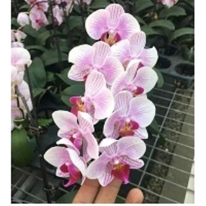 ◆◆蝴蝶兰花苗花卉四季开鲜花盆栽君子兰室内