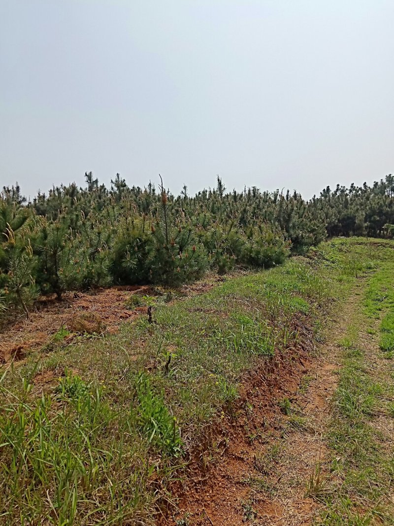 大量供应黑松，油松价格优惠