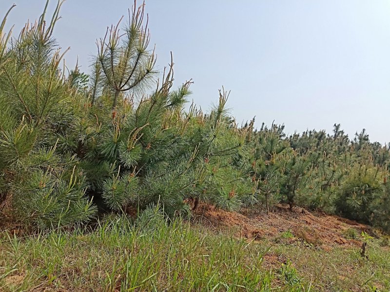 大量供应黑松，油松价格优惠