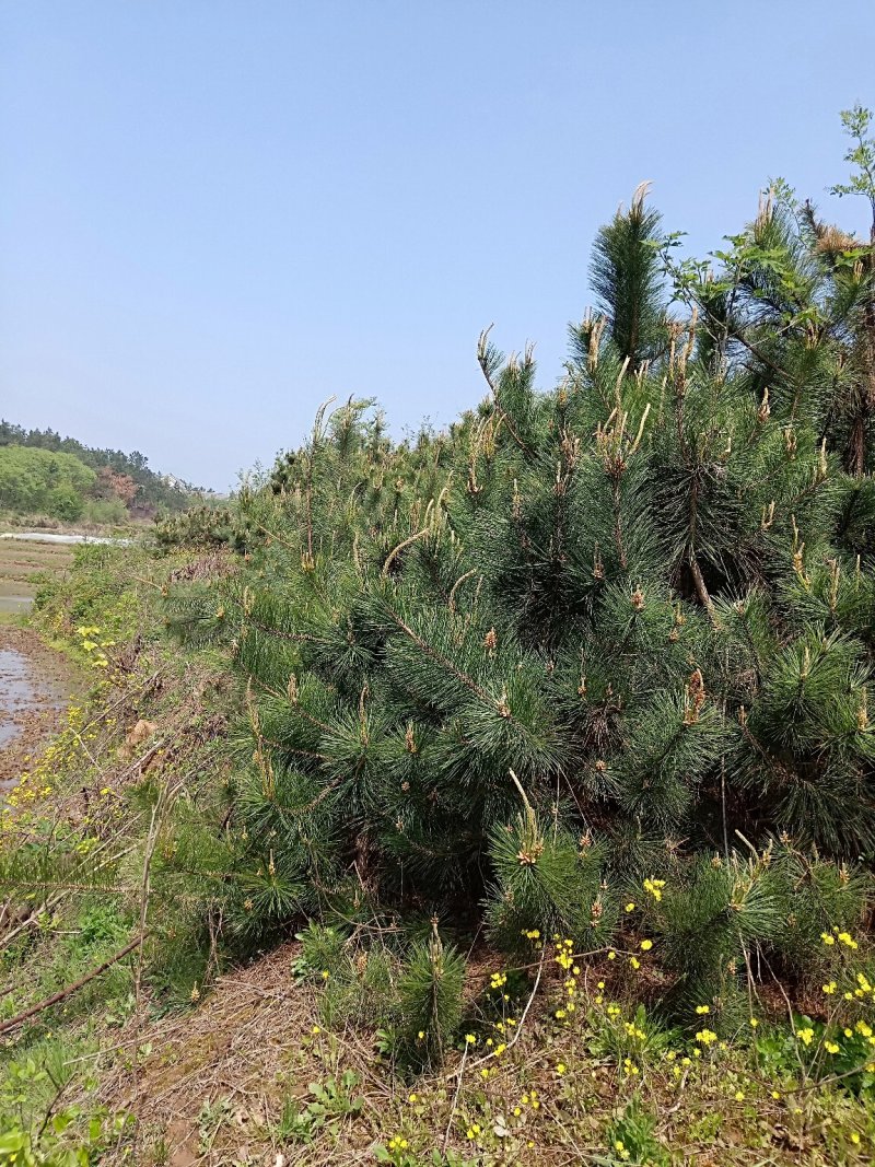 大量供应黑松，油松价格优惠