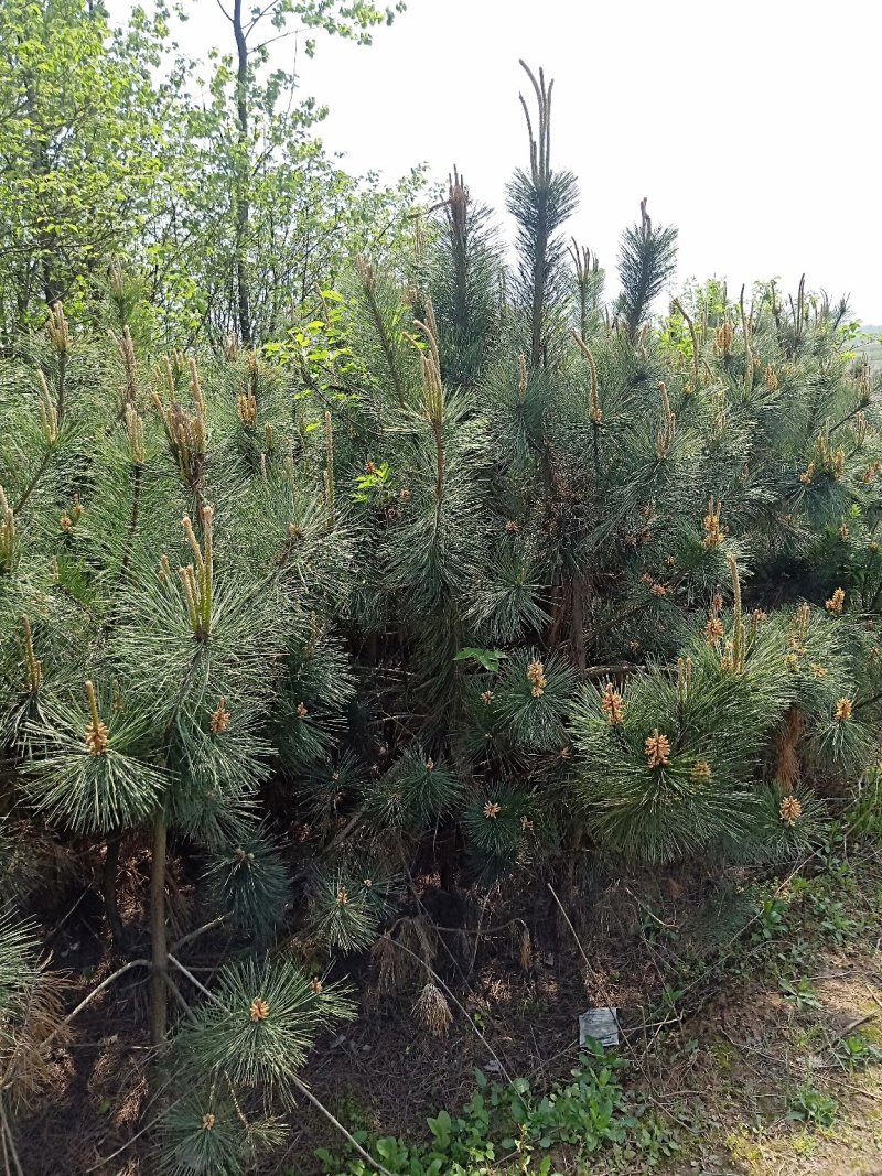 大量供应黑松，油松价格优惠