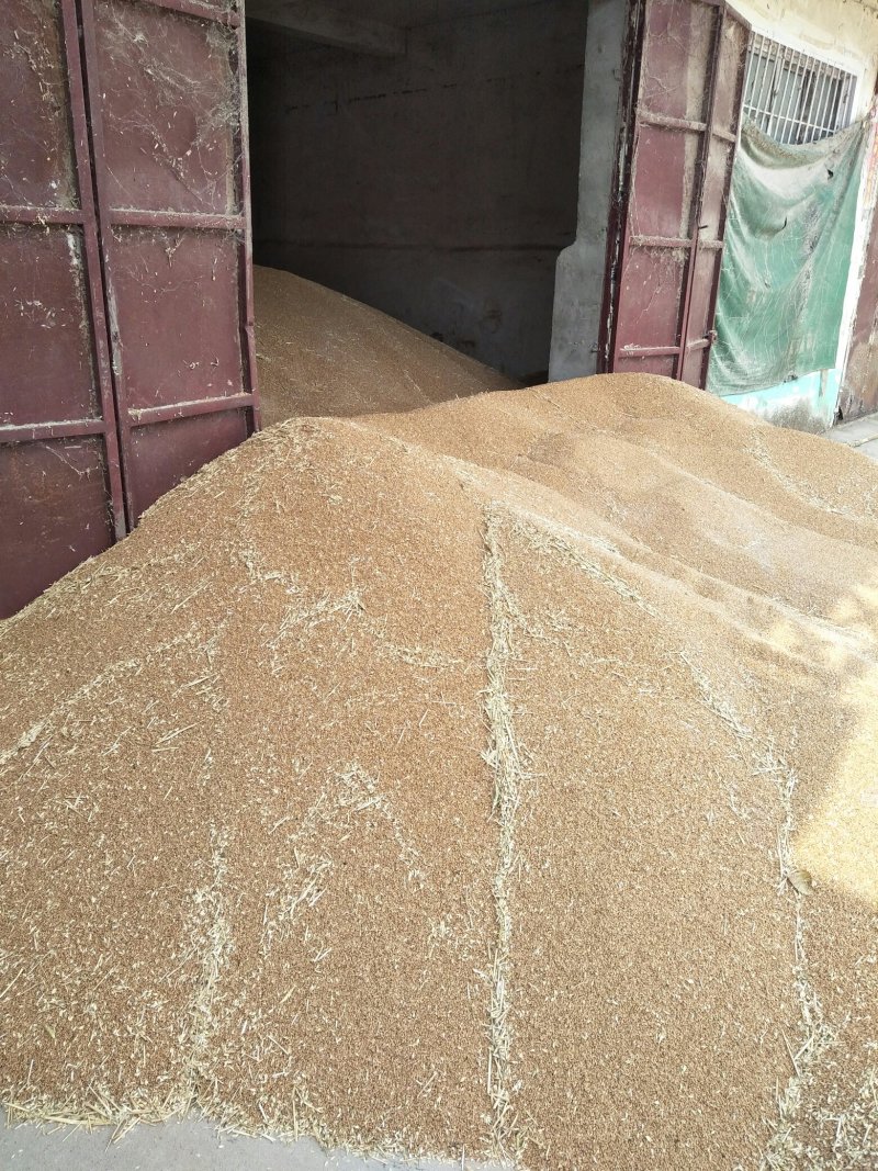 小麦