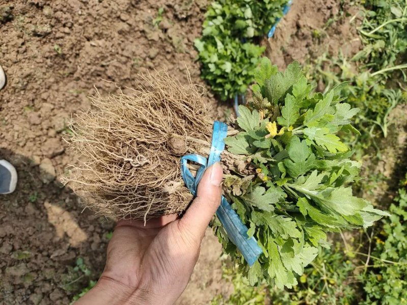 金丝皇菊苗，大量供应质优价廉通货，基地直发，包质量