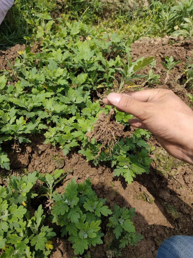 金丝皇菊苗，大量供应质优价廉通货，基地直发，包质量