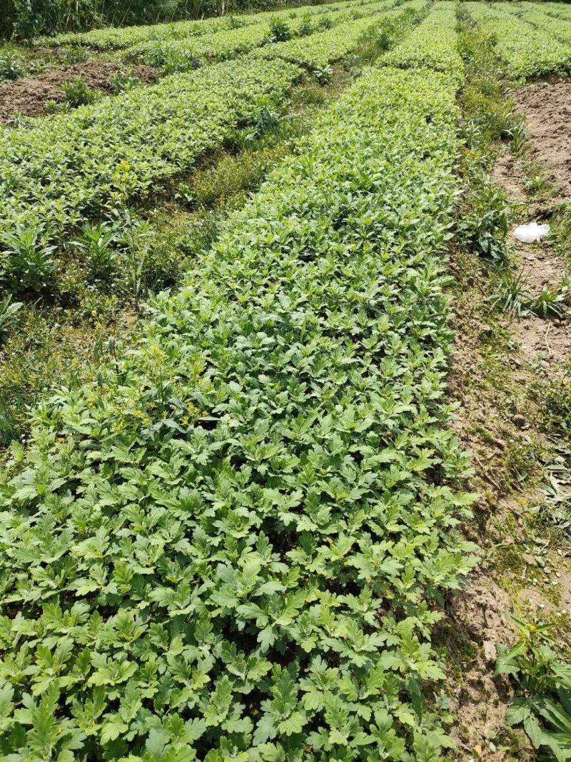 金丝皇菊苗，大量供应质优价廉通货，基地直发，包质量