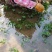 花椒芽苗花椒奶苗一斤100棵打冷运输包活
