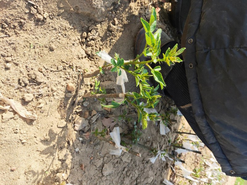 花椒芽苗花椒奶苗一斤100棵打冷运输包活