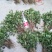 花椒芽苗花椒奶苗一斤100棵打冷运输包活