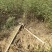 花椒芽苗花椒奶苗一斤100棵打冷运输包活