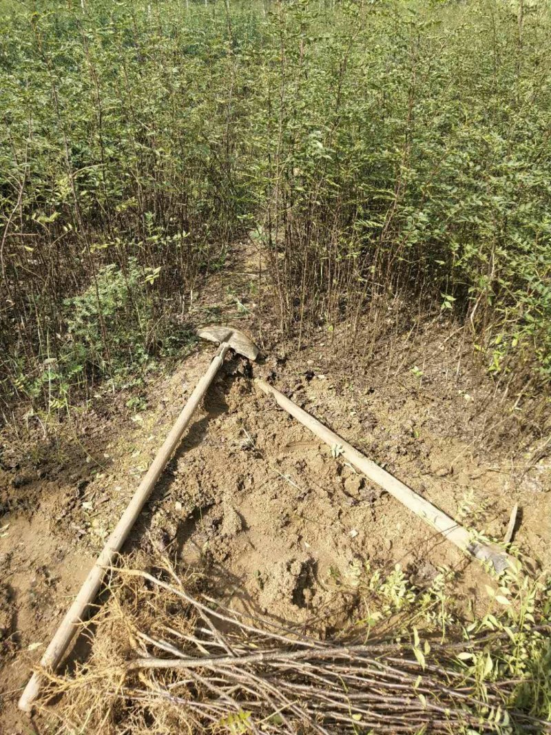 花椒芽苗花椒奶苗一斤100棵打冷运输包活