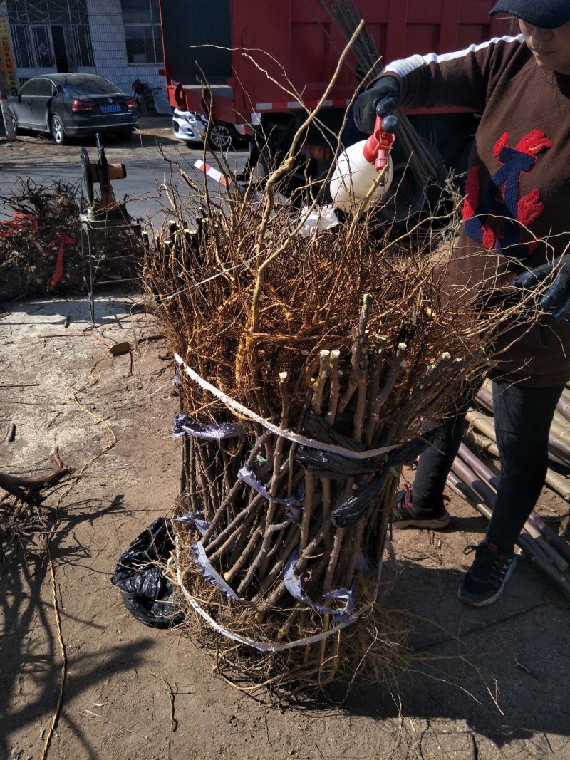 花椒芽苗花椒奶苗一斤100棵打冷运输包活