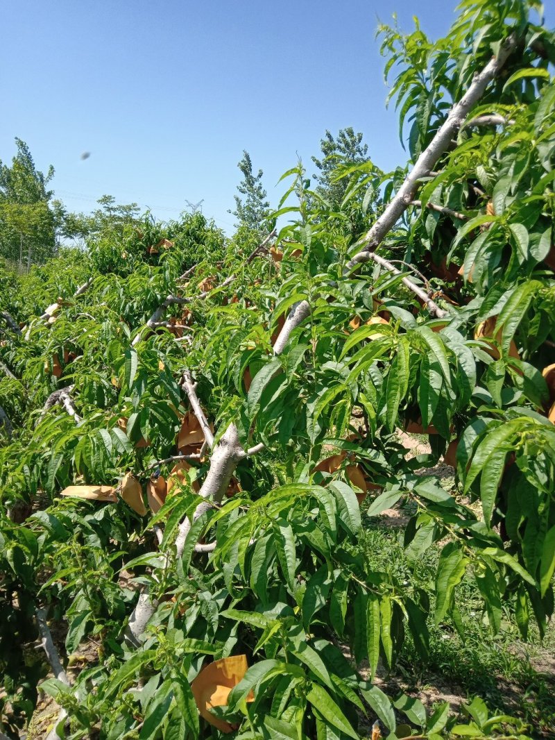 水蜜桃:土围春蜜:沙红:白凤桃五等系列