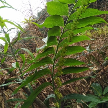 黄精