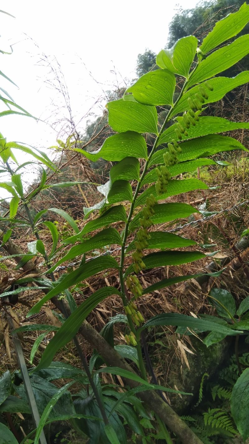 黄精