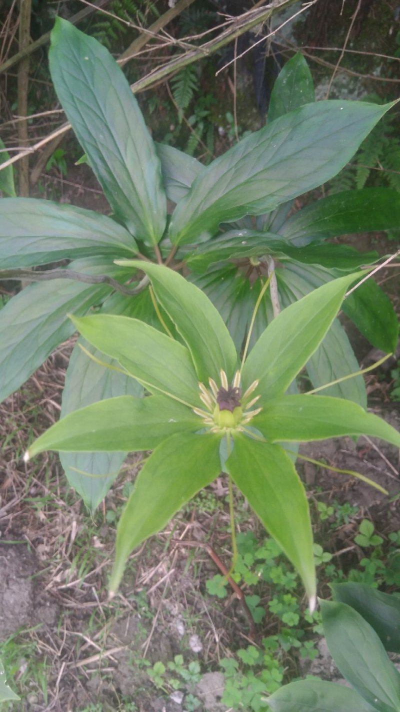 七叶一枝花