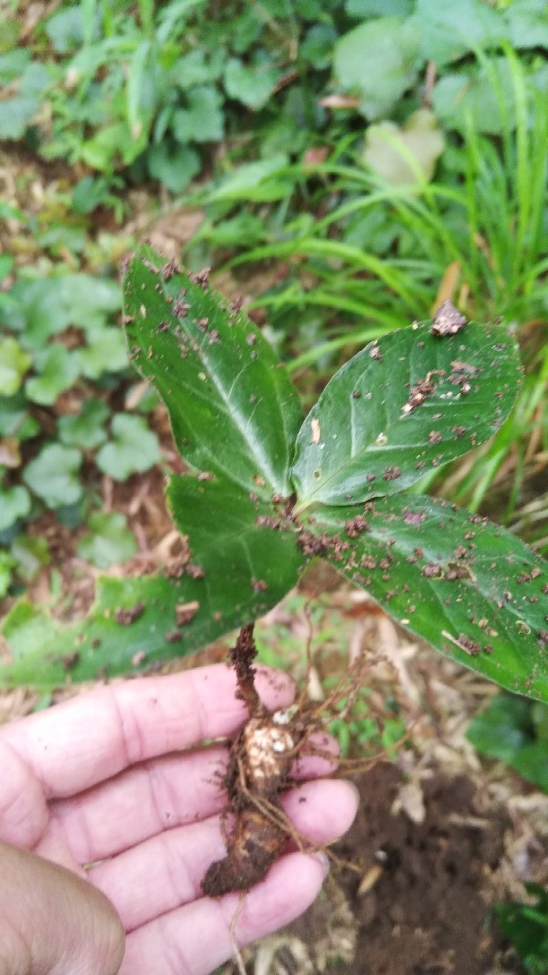 七叶一枝花