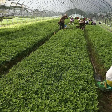 金丝皇菊苗菊花苗，婺源皇菊苗贡菊苗7月菊苗