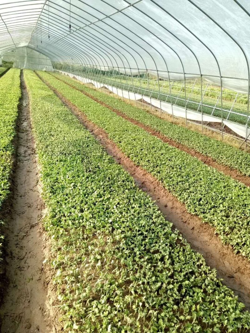 金丝皇菊苗菊花苗，婺源皇菊苗贡菊苗7月菊苗