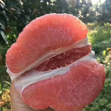 平和柚子