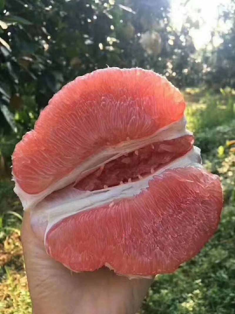 平和柚子