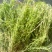 百蕊草(，大量干货)