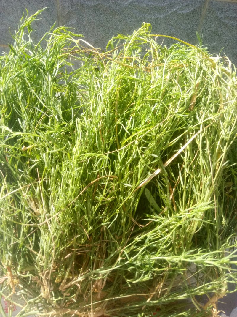 百蕊草(，大量干货)