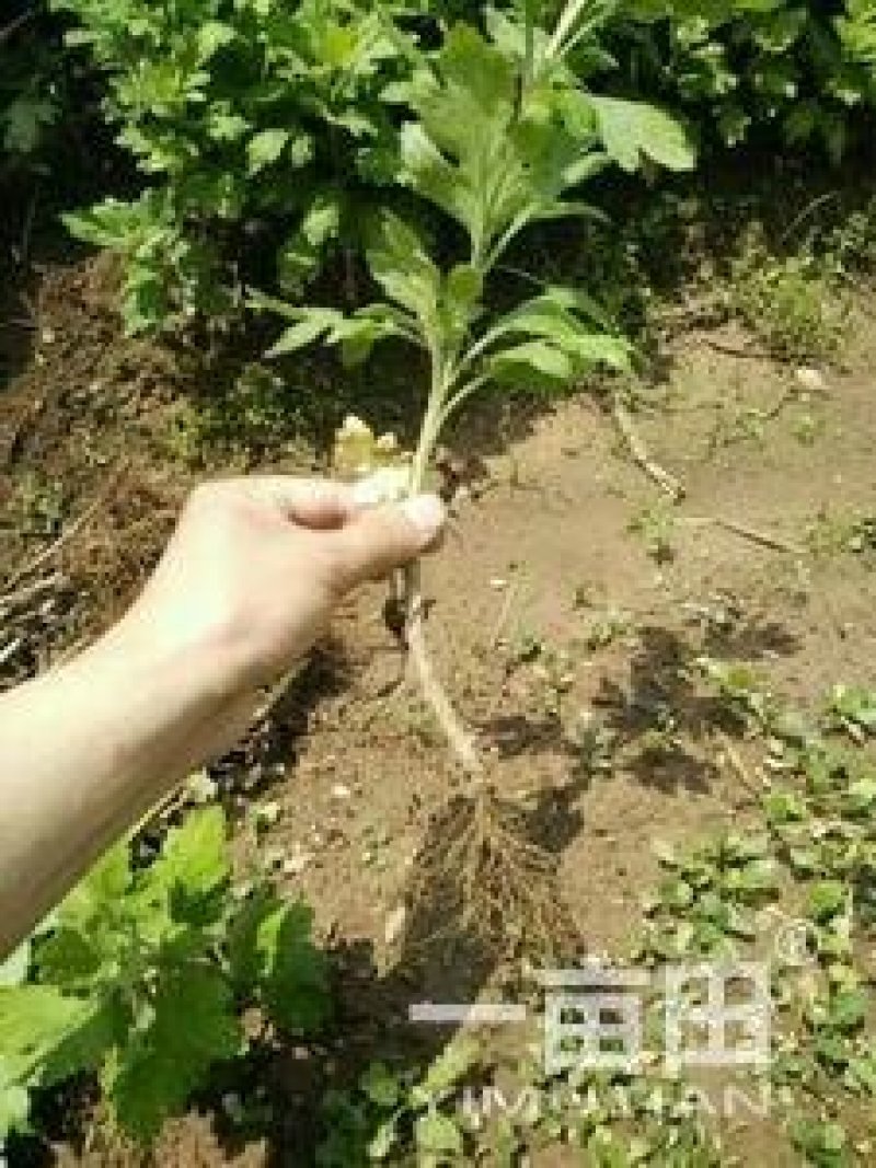 金丝皇菊苗菊花苗大量批发对接全国包成活率保质量