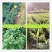 金丝皇菊苗菊花苗大量批发对接全国包成活率保质量