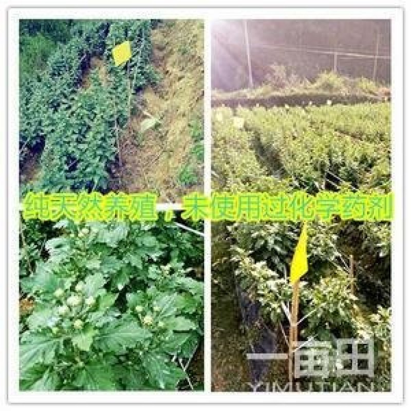 金丝皇菊苗菊花苗大量批发对接全国包成活率保质量